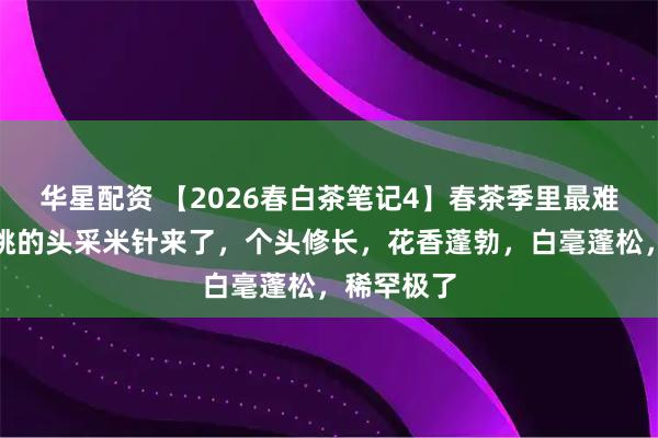 华星配资 【2026春白茶笔记4】春茶季里最难得、最难挑的头采米针来了，个头修长，花香蓬勃，白毫蓬松，稀罕极了